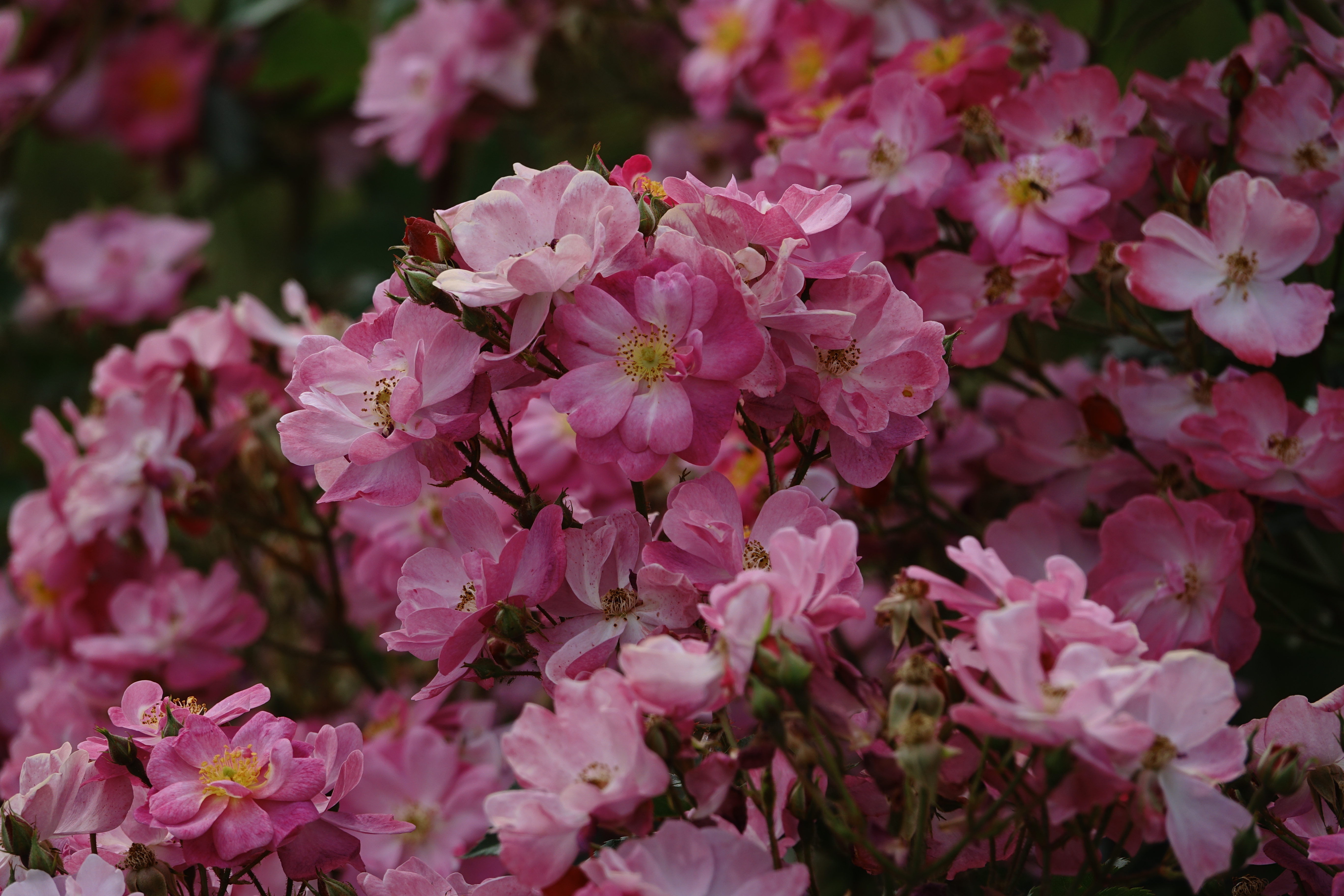 ©SUNFLOR - Primavera